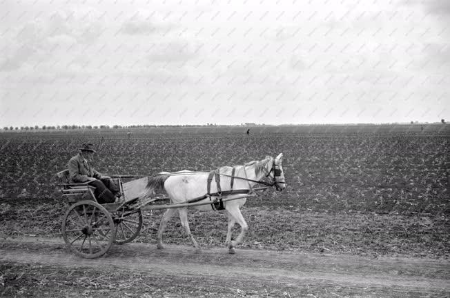 Mezőgazdaság - Vörös Csillag Termelőszövetkezet agronómusa