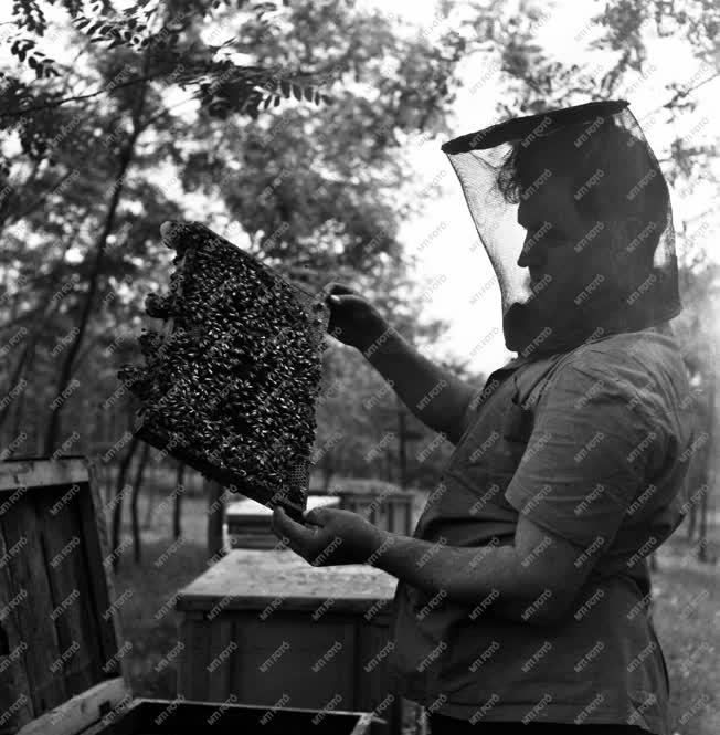 Mezőgazdaság - méhészek a tápiósági erdőben