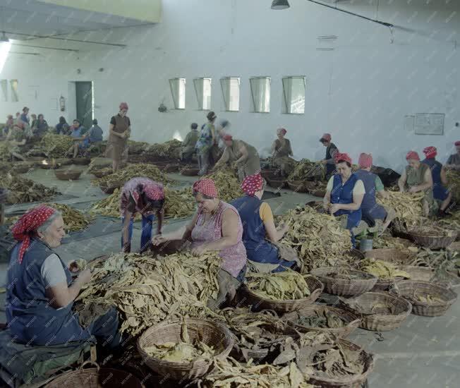 Mezőgazdaság - Dohányfeldolgozás - Válogatják a dohányleveleket