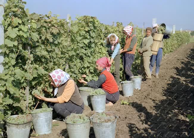 Mezőgazdaság - Próbaszüret a Szőlészeti Kutató egri telepén