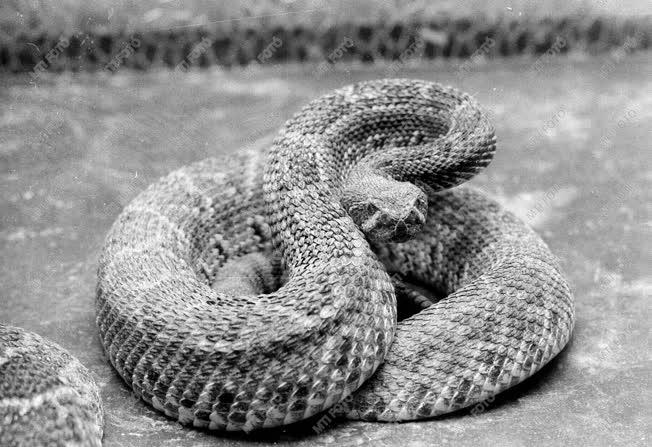 Kígyófarm Ganádpusztán