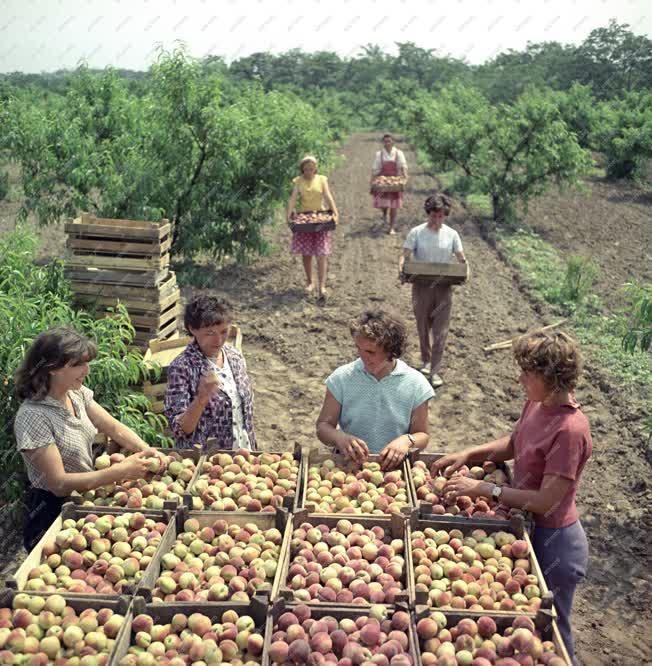 Mezőgazdaság - Édesipari Gyümölcstermelő Célgazdaság