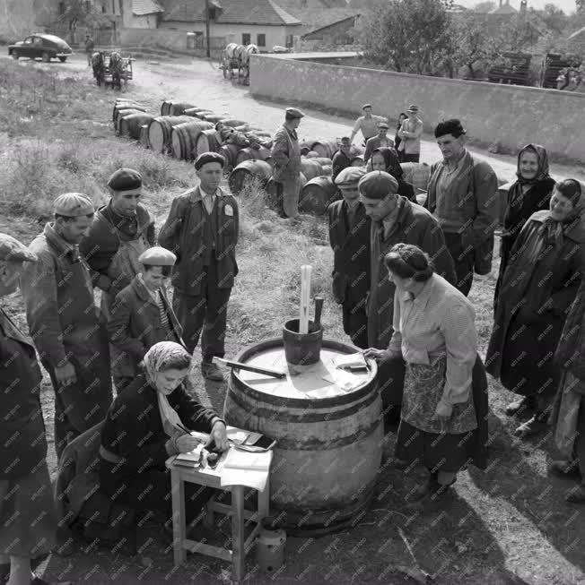 Mezőgazdaság - Szüret Tokajvidéken