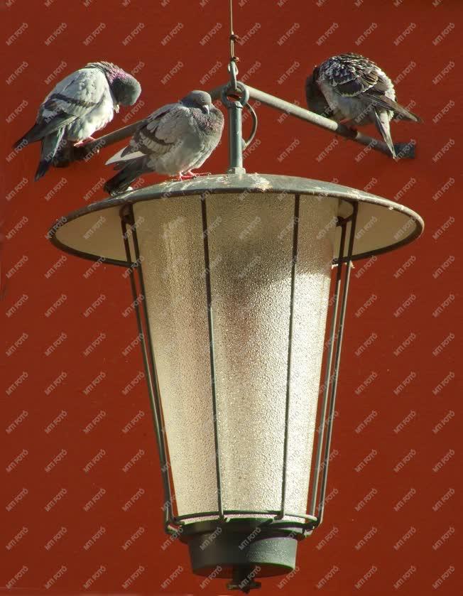 Ausztria - Utcai lámpatesten pihenő galambok