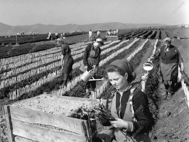 A szerző válogatása - Megkezdték a szőlővesszők kiültetését 