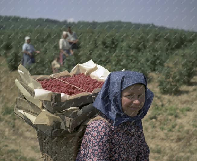 Mezőgazdaság - Málnaszüret a csővári Virágzó Tsz-ben