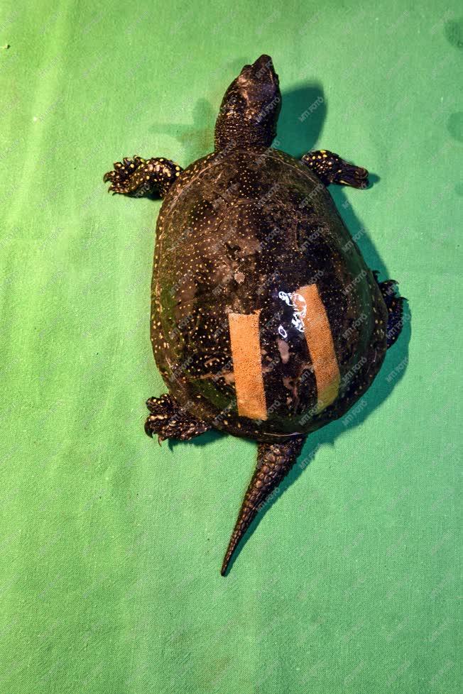 Természetvédelem - Hortobágy - Mocsári teknős gyógyítása