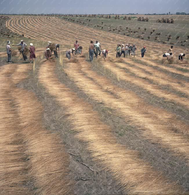 Mezőgazdaság - Lentermesztés a Mezőföld Termelőszövetkezetben