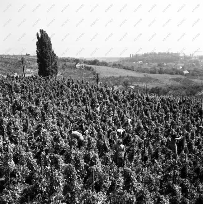 Mezőgazdaság - Szőlészet - Szüret a Balaton partján