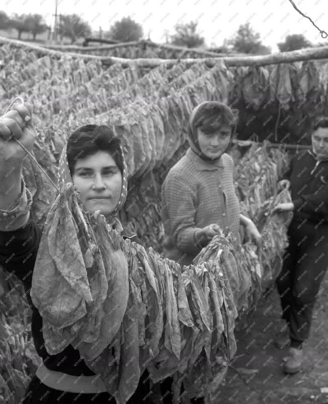 Mezőgazdaság - Dohánytermesztés a mezőkeresztesi Arany Kalász Tsz-ben