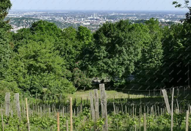 Városkép - Budapest - Jókai Mór szőlőskertje