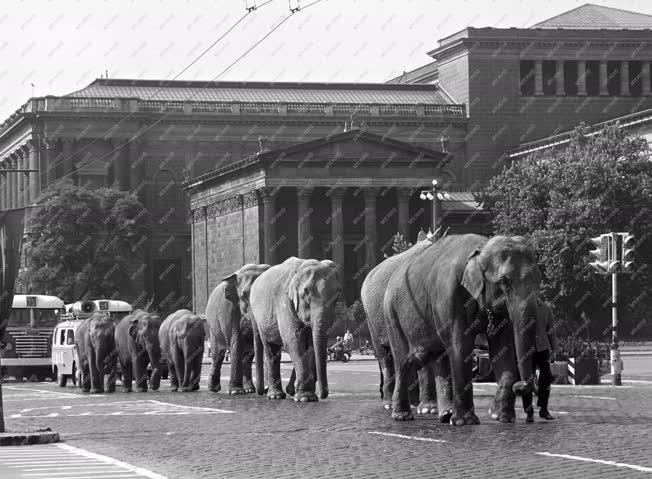Érdekesség - Budapesten az Aeros cirkusz elefántjai