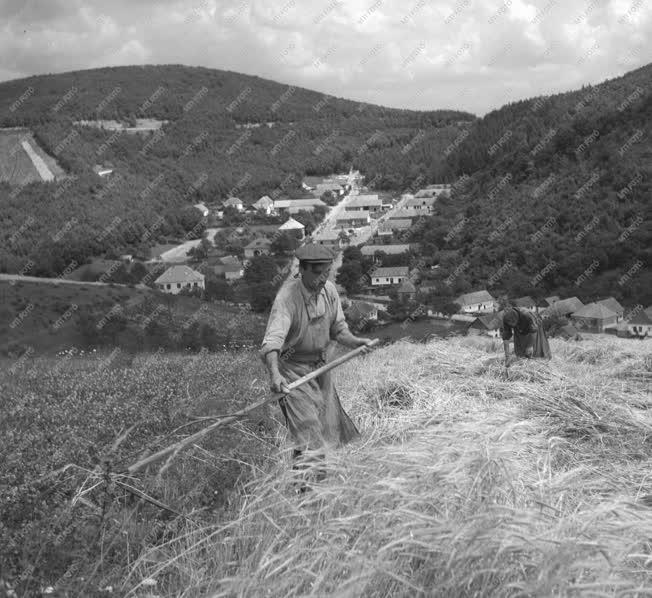 Gazdaság - Mezőgazdasági munkák Répáshután