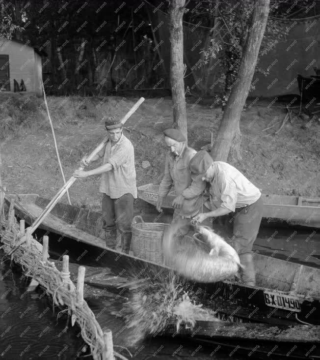 Mezőgazdaság - Bajai halászok