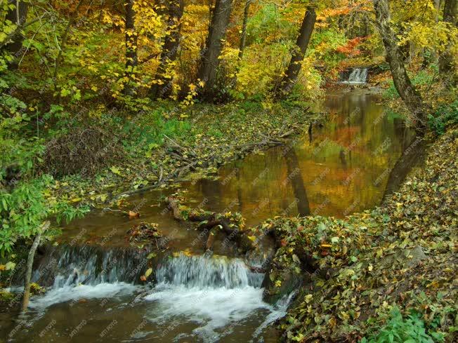 Természet - Őszi erdő a Szalajka-völgyben