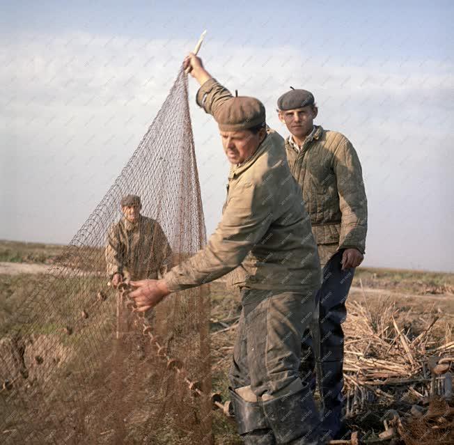 Mezőgazdaság - Őszi lehalászás a Hortobágyon