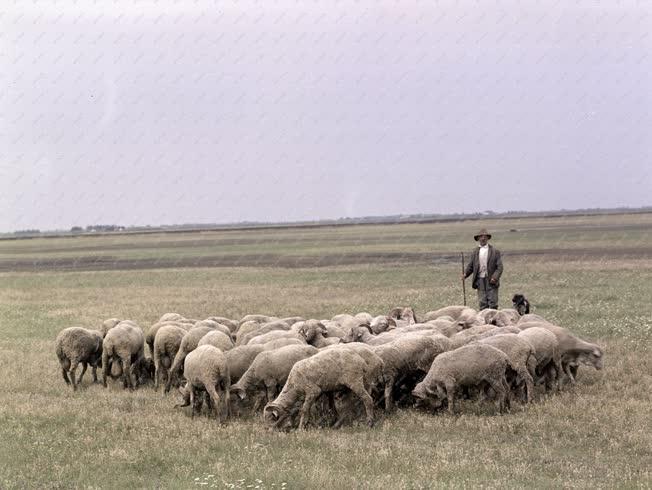 Mezőgazdaság - Birkapásztor