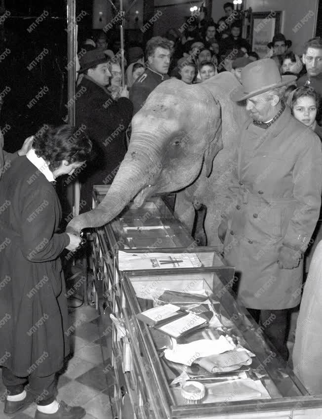 Színes - Jumbó elefánt a Verseny áruházban