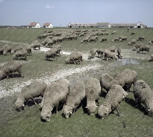 Mezőgazdaság - Állattenyésztés a Hortobágyon