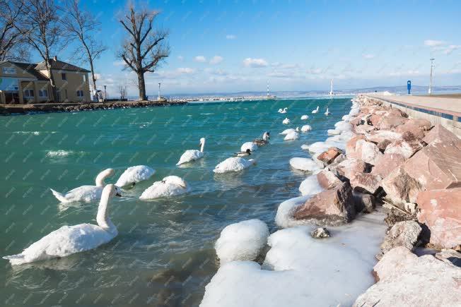 Természet - Siófok - Hattyúk a Balatonban