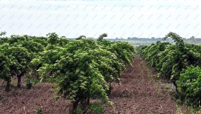 Mezőgazdaság - Fekete bodza ültetvények Szeginél