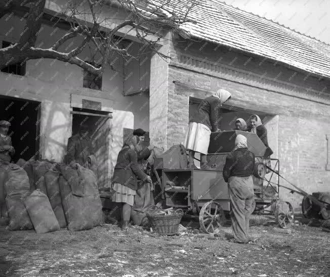 Mezőgazdaság - A nagyszokolyi Béke Tsz