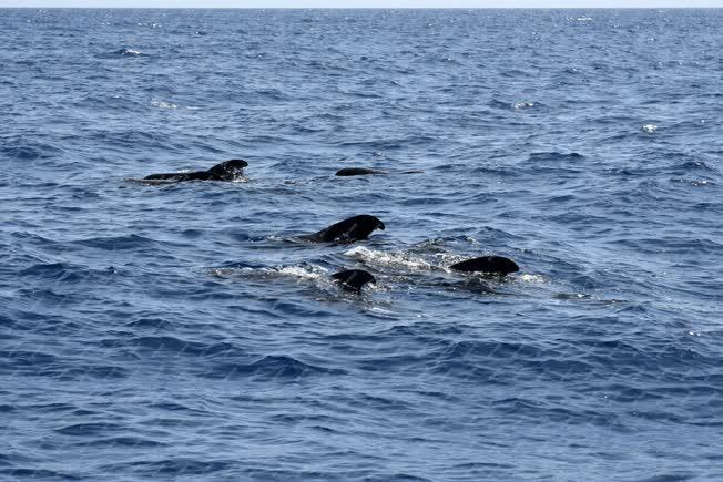 Turizmus - Los Cristianos - Alvó bálnák a nyílt vízen