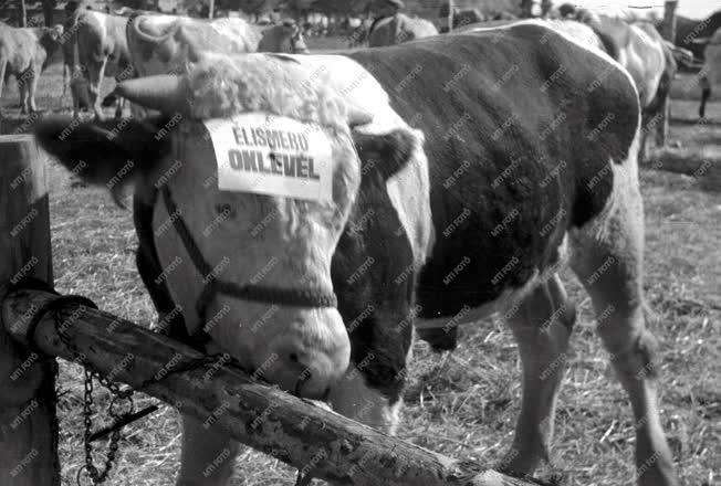 Mezőgazdaság - Ünnep a mezőgazdasági munka jegyében