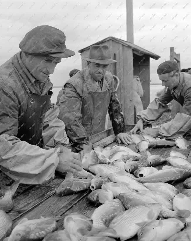 Halászat - Őszi halászat