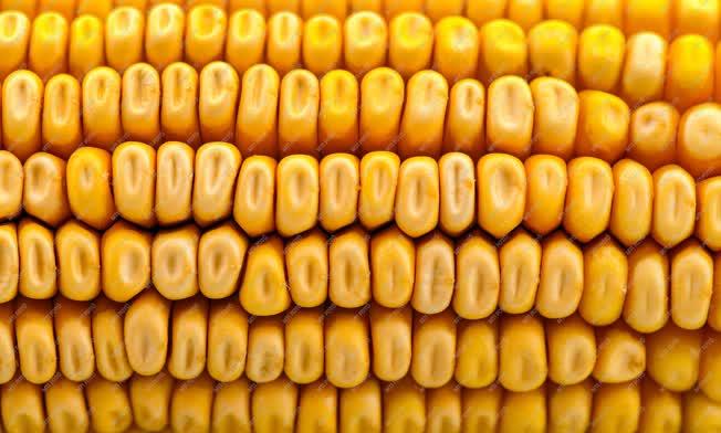Mezőgazdaság - Kukorica termés