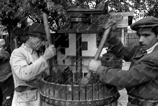 Mezőgazdaság - Javul a borellátás 