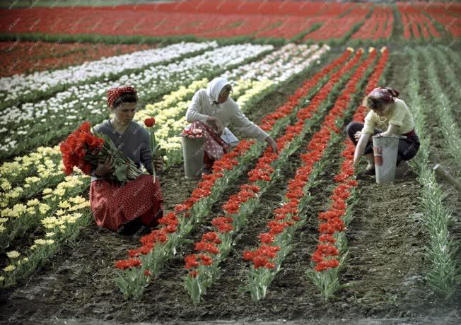 Növénytermesztés - Tulipánszezon a kertészetben