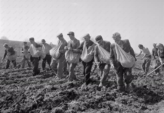 Mezőgazdaság - Vetik a burgonyát az Alkotmány Tsz-ben