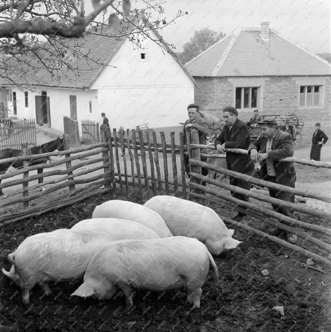 Mezőgazdaság - Állattenyésztés