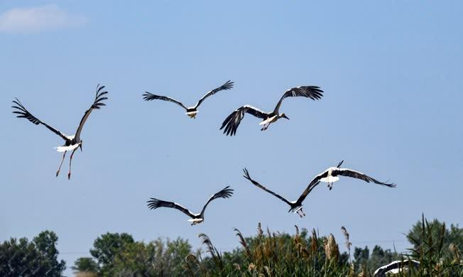 Természet - Útra készülődő gólyák Debrecennél