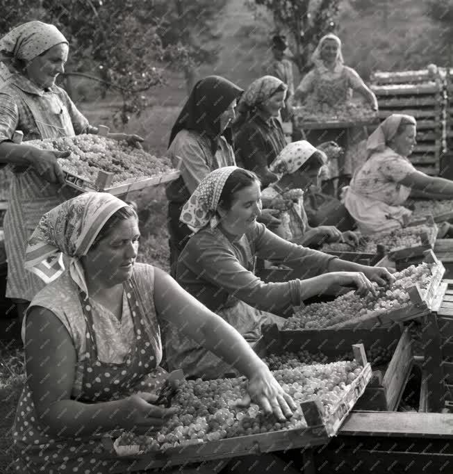 Mezőgazdaság - Szedik a csemegeszőlőt a vécsi Rákóczi Tsz-ben