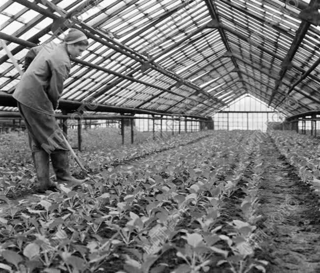 Mezőgazdaság - Kertészet - Primőr zöldség termesztése