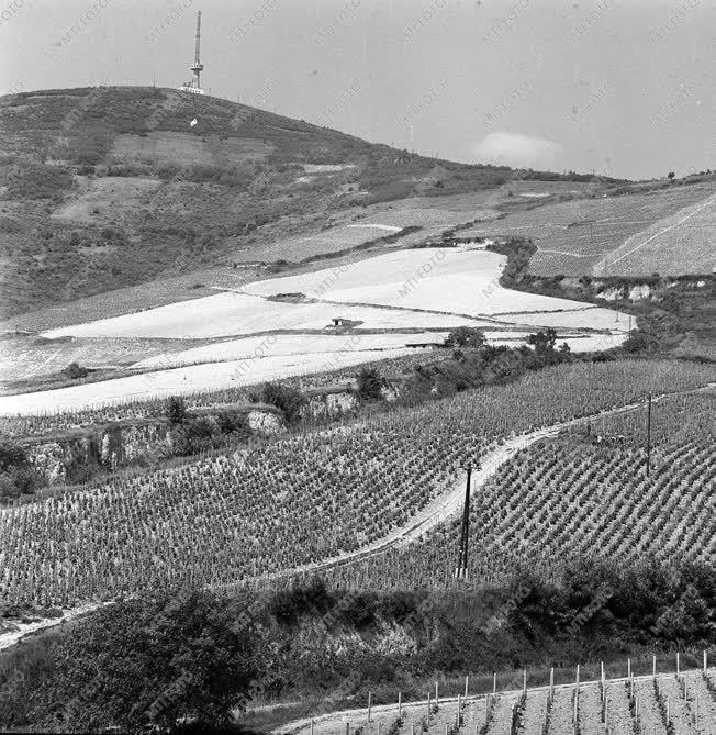 Tokaj