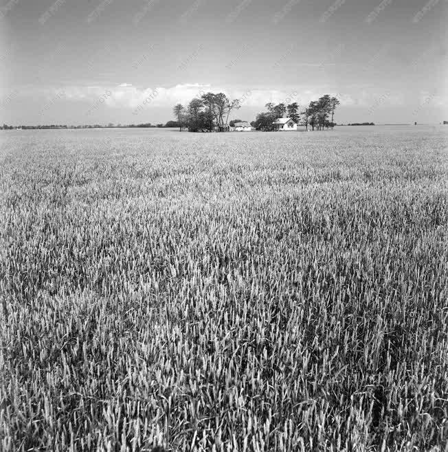 Mezőgazdaság - gabonatábla