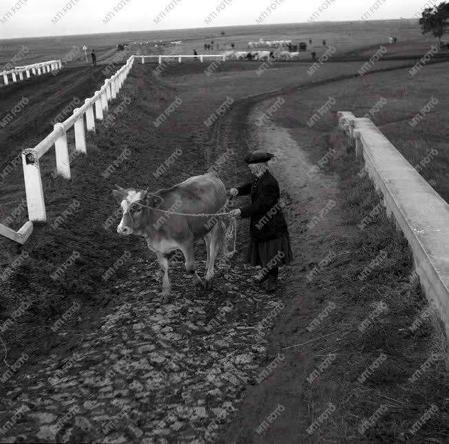 Életkép - Élet a Hortobágyon - Egy férfi vezet egy szarvasmarhát