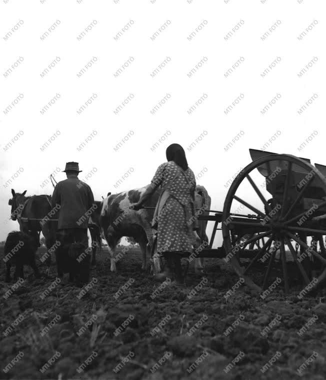 Mezőgazdaság - Őszi búzát vetnek a Kossuth Tsz-ben