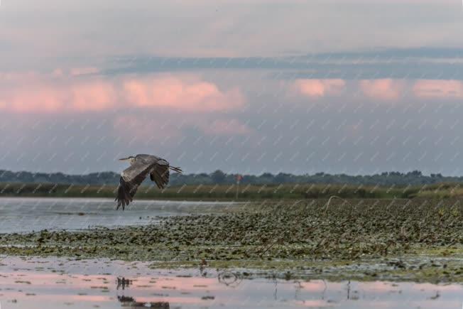 Természet - Poroszló - Tisza-tó - Szürke gém