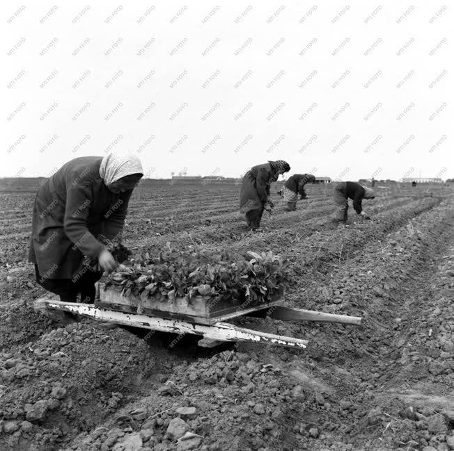 Időszerű mezőgazdasági munkák Szolnok megyében