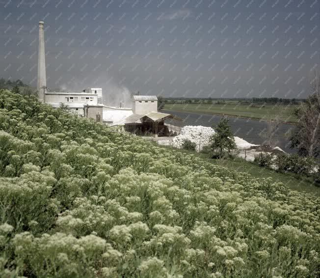 Ipar - Kaolin őrlőüzem Szegin a Bodrog folyó partján