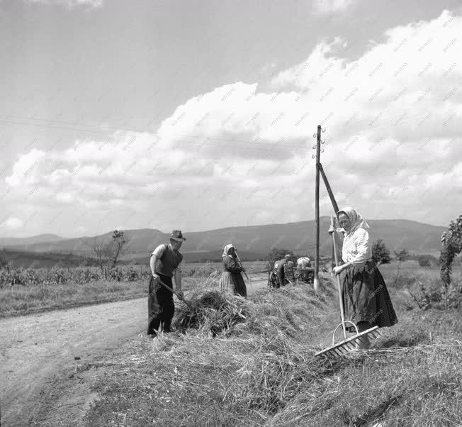 Mezőgazdaság - Szénagyűjtés