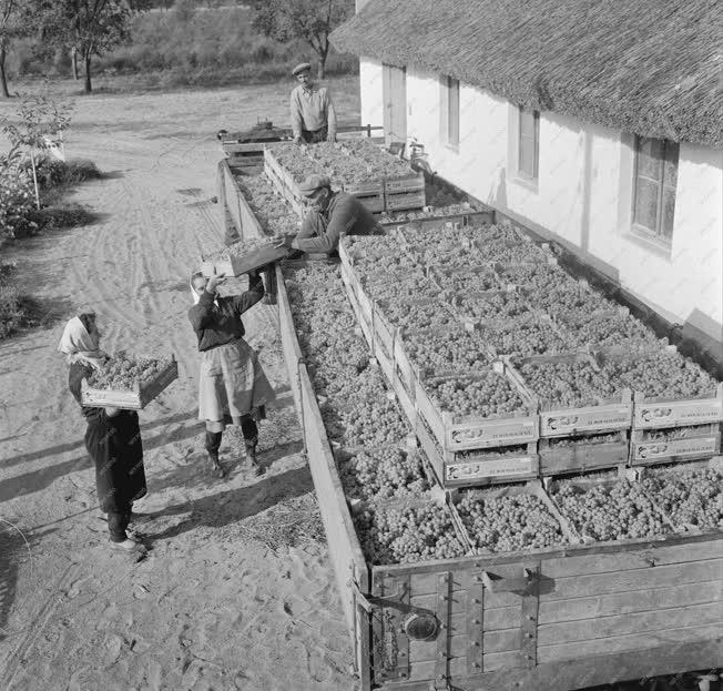 Mezőgazdaság - Szüretelnek a Bács-megyei állami gazdaságok