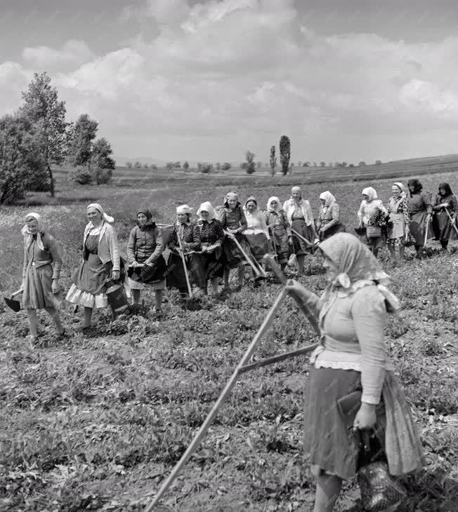 Mezőgazdaság - Versenyben az asszonybrigádok