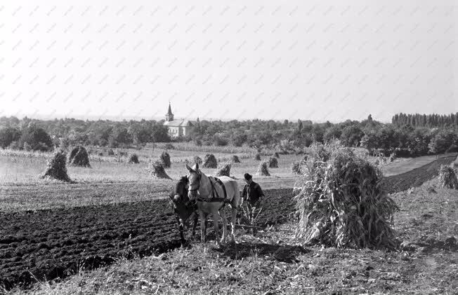 Mezőgazdaság - Betakarítási és vetési verseny Ecseren