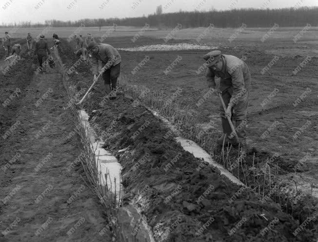 A szerző válogatása - A Bodakajtori Állami Gazdaságban 