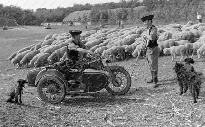 Állattenyésztés - Motoros juhászok a mogyoródi Arany János Tsz-ben